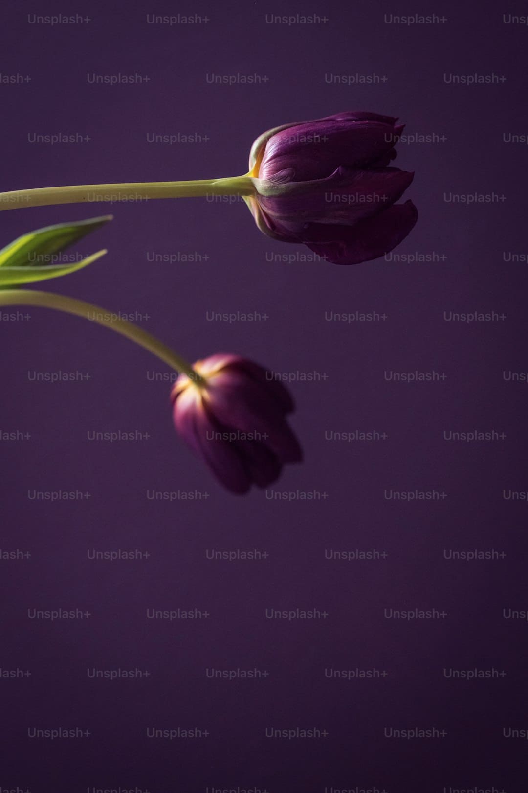 https://img2.utuku.imgcdc.com/640x0/news/20250831/d4c5d778-0a03-4ecf-bcc5-00e30958e441.jpg